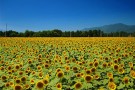 夏の津南町ひまわり広場の風景