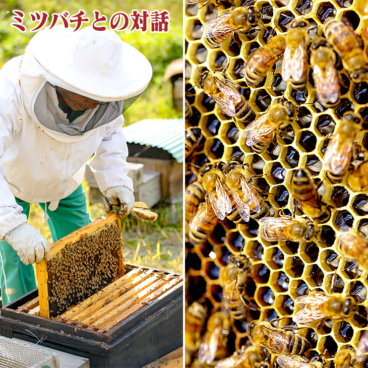 ミツバチとの対話