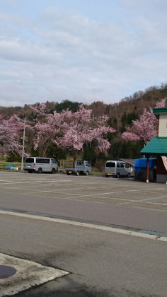 食彩館桜2016.4