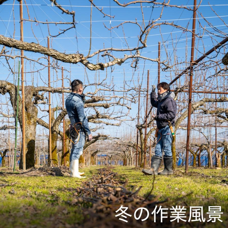 旭ファームの幸水梨 園地の様子