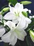 津南町の美しい百合の花
