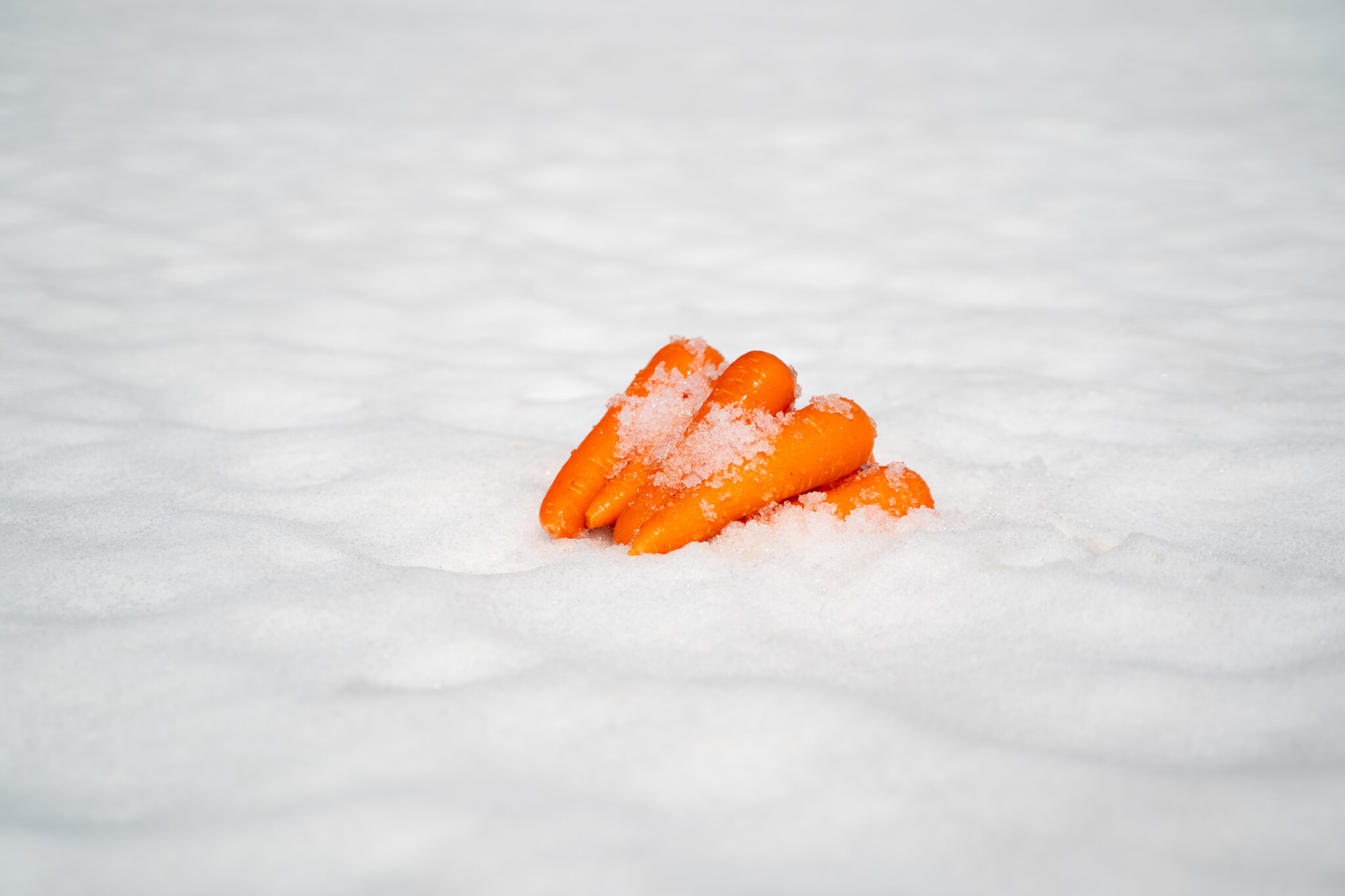 雪の上に並ぶ津南産雪下にんじん